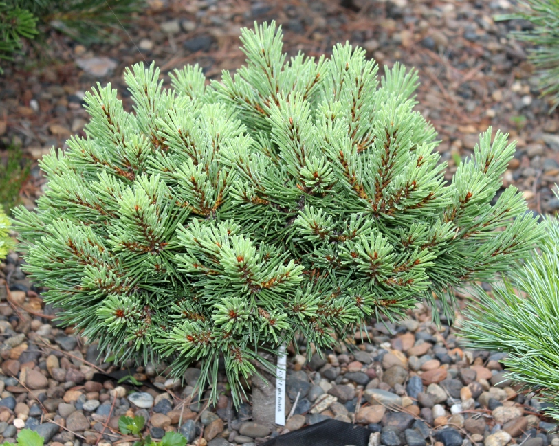 Pinus mugo Bochnik. Фото Горошкевича С.Н.